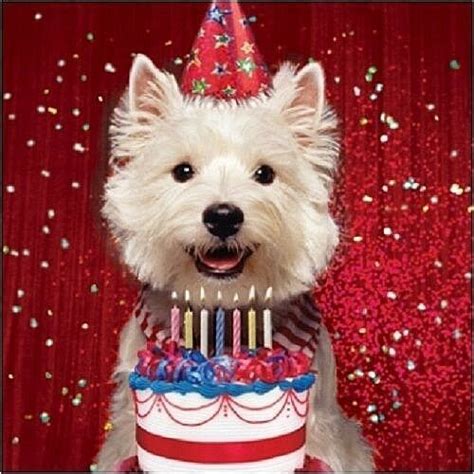 westie birthday|westie birthday wishes.